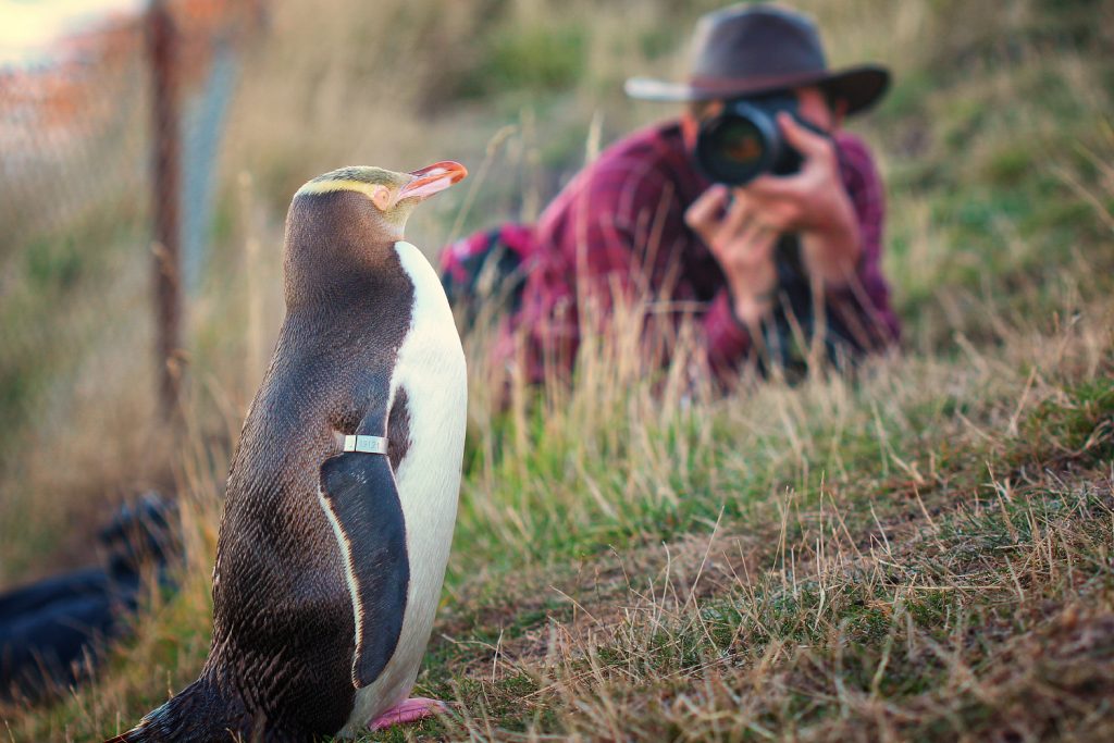 Yellow-eyed penguin, South Island of New Zealand