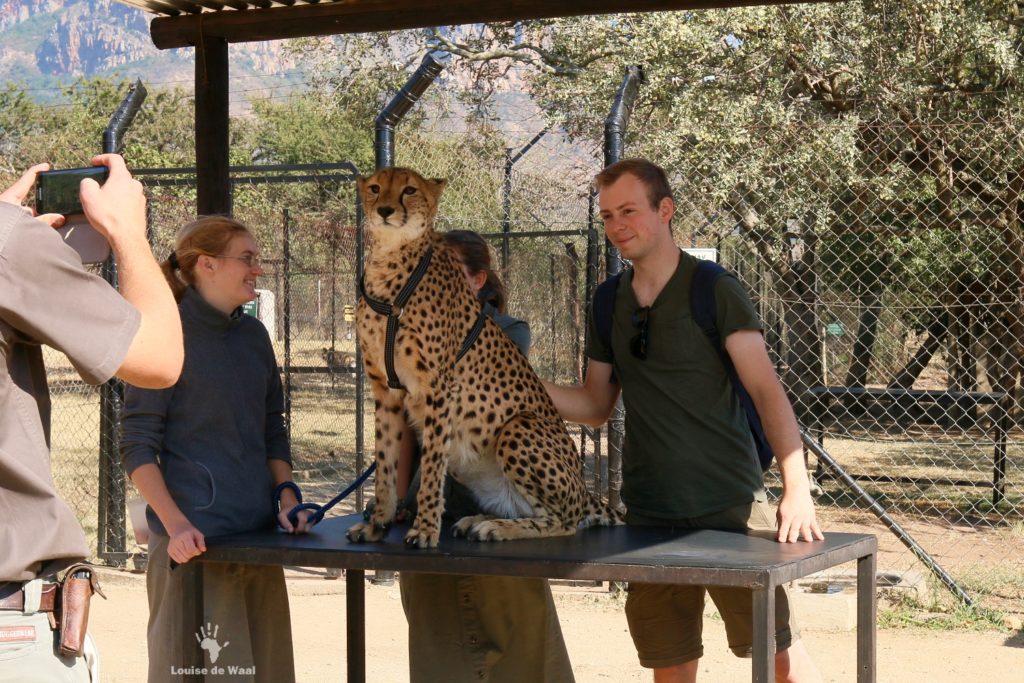 Moholoholo-cheetah-petting.jpg