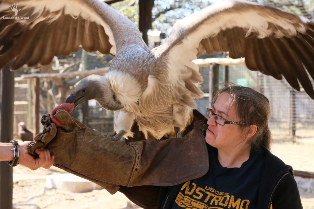 Moholoholo-vulture-feeding.jpg