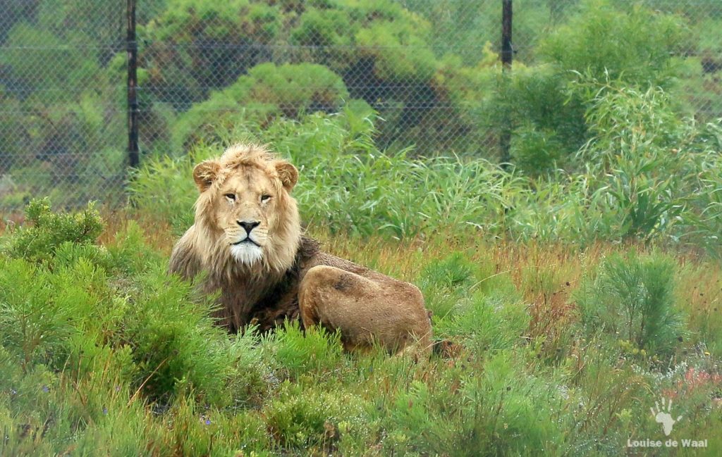 Panthera-Africa-Obi-rescued-lion.jpg
