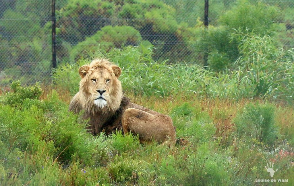 Panthera-Africa-Obi-rescued-lion.jpg