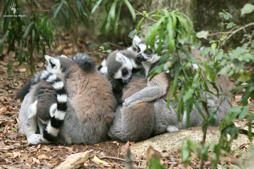 Ring-tail-lemur-huddle.jpg